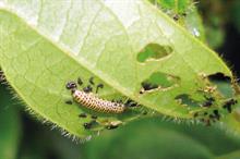 Viburnum beetle - image: Dove Associates